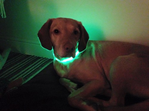Light up Dog Collar for Runners