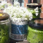 Vegan Wild Garlic Pesto